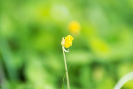 An Small Flowers Bed in sunlight .の写真素材