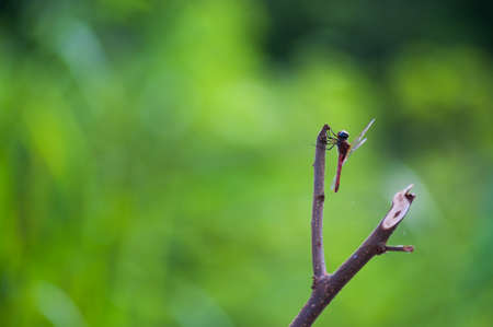 An Dragon fly in nature place .の写真素材