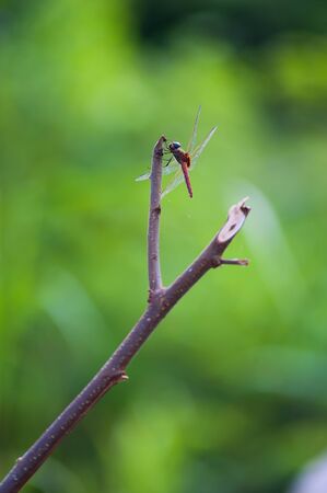 An Dragon fly in nature place .の写真素材