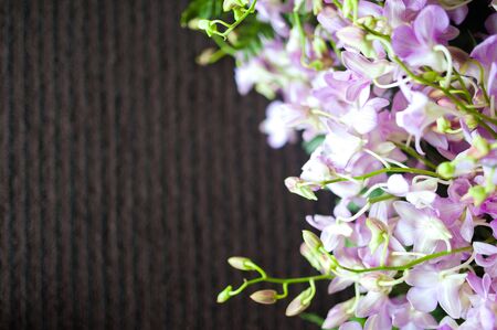 Orchid flower in nature place with soft light .の写真素材