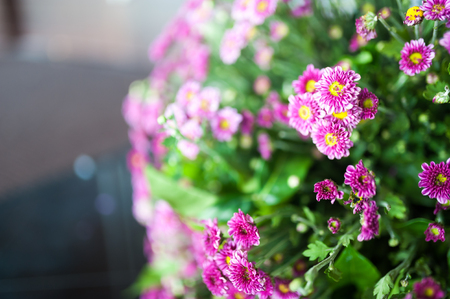 An Small Flowers Bed in sunlight .の写真素材