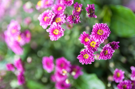 An Small Flowers Bed in sunlight .の写真素材