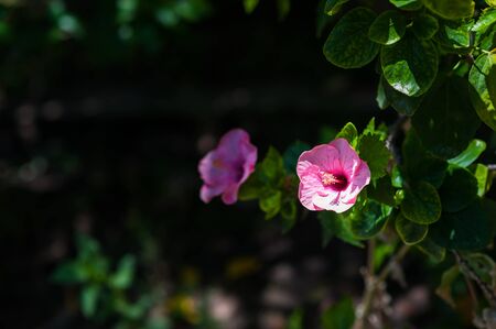 An Hibiscus Rosa Sinensis in morning .の写真素材