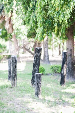 An Stump tree in nature place .の写真素材