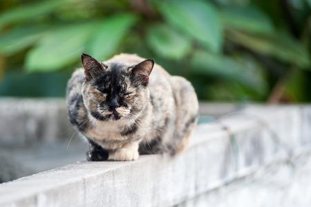 An Old cat with nature place .の写真素材