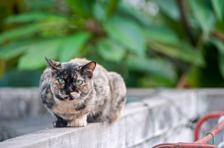 An Old cat with nature place .の写真素材