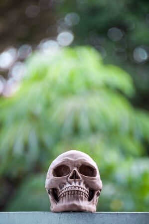 Skull nature place in soft light .の写真素材