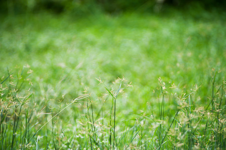 An Green grass with sun light .の写真素材