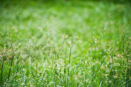 An Green grass with sun light .の写真素材