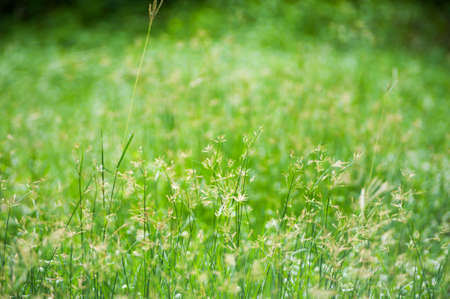 An Green grass with sun light .の写真素材