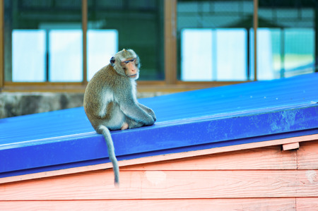 An Monkey emotion surprise full face .の写真素材