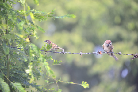 An Bird sparrow in nature place .の写真素材