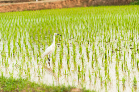 Egret Bird in Rice field new born in soft light .の写真素材