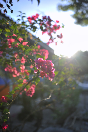 An Flower with sun beam .の写真素材