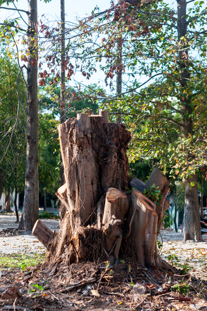 An Stump tree in nature place .の写真素材