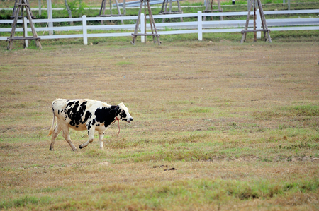 An Cow in farm with nature place .の写真素材