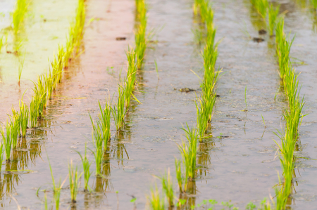 Rice field new born in soft light .の写真素材