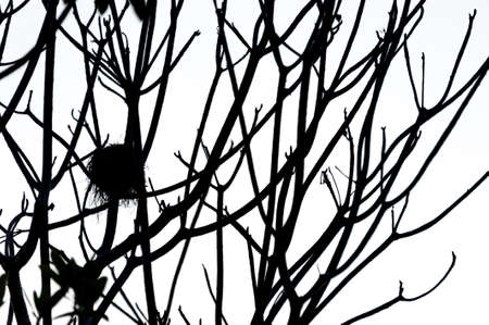 An Dead tree in nature place .の写真素材