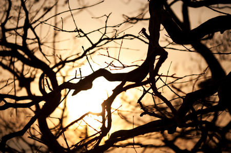 An Dead tree in nature place .の写真素材