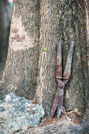 Ols scissors dirty rustry in nature place .