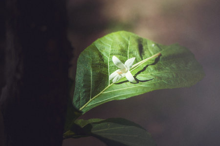 An Tree cork small flower in soft light .の写真素材