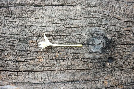 Bark tree texture with flower .の写真素材