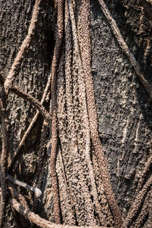 Bark tree texture with flower .の写真素材