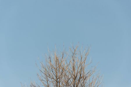 An Dead tree in nature place .の写真素材