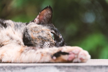 An Old cat with nature place .の写真素材