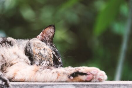 An Old cat with nature place .の写真素材
