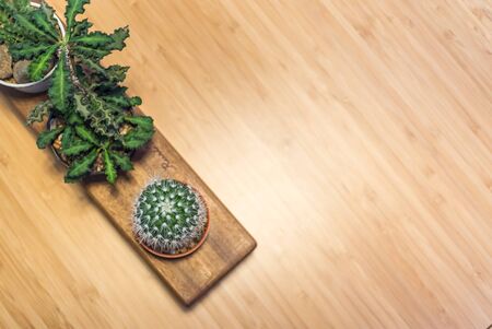 An Small cactus in vintage place .の写真素材