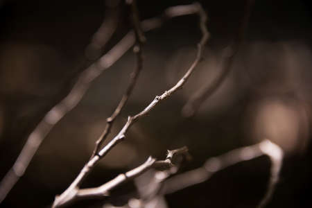 An Abstract branch tree with soft light .の写真素材
