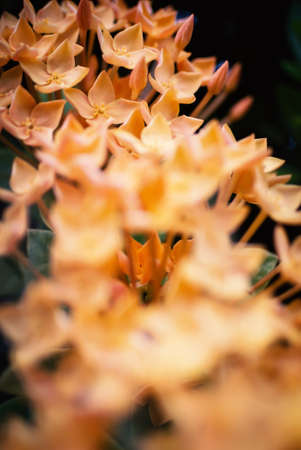 An Flower spike with soft light .の写真素材