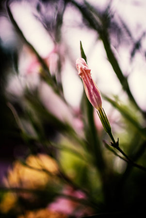 Little flower vintage in nature place .