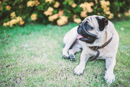 An Cute animal Dog pug in nature .の写真素材
