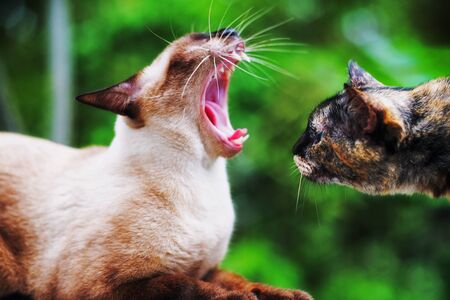 Animal vintage Cute cat in nature place .の写真素材
