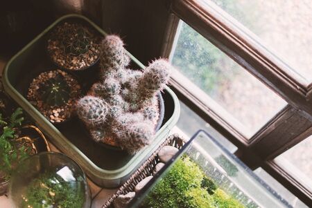 An Small cactus in vintage place .の写真素材