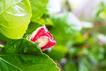 An Hibiscus flower in soft light .の写真素材
