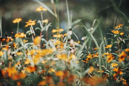 An little small flower on ground .の写真素材