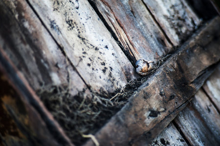 Bark tree texture with flower .の写真素材