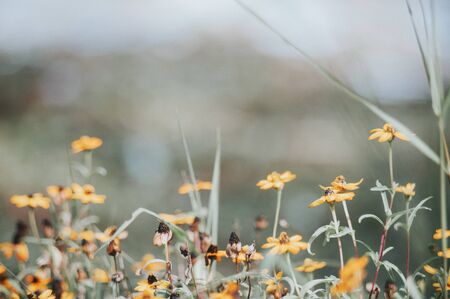 An little small flower on ground .の写真素材