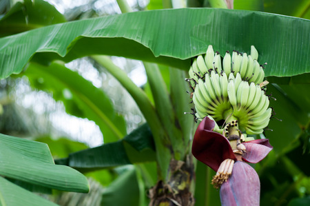 Banana tree in daylight nature place .の写真素材