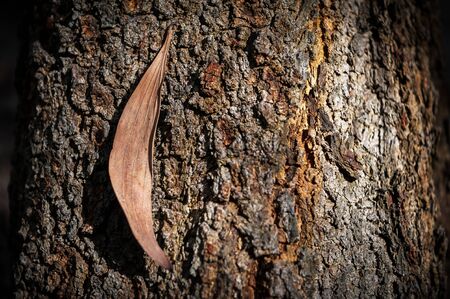 Bark tree texture with flower .の写真素材