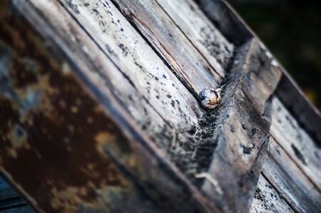 Bark tree texture with flower .の写真素材