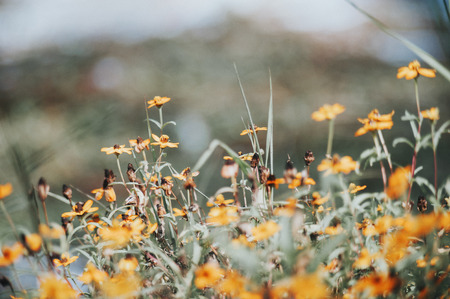 An little small flower on ground .の写真素材