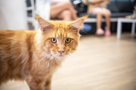 Cute ginger cat looking at the camera with blurred woman in background