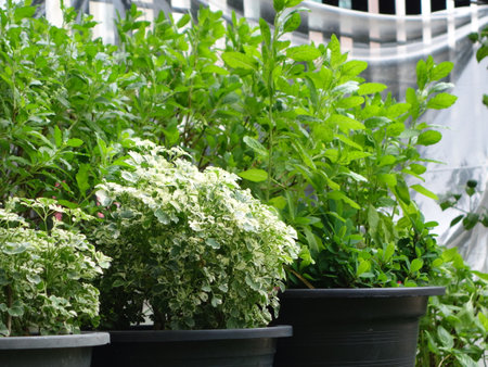 Plants in pots on the terrace of a modern house.の写真素材