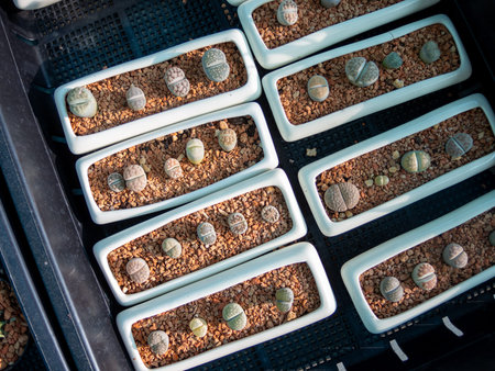 Cactus plants need little water. and has a trunk that does not grow much can adapt well to the...