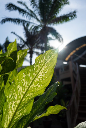 Leaf texture in softlight .の写真素材