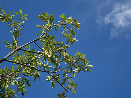 Branches in the sky with both green leaves and dead branches.の写真素材